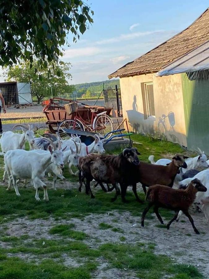 Gosp. Agroturystyczne Stary Gaj Villa Zerkowice Dış mekan fotoğraf