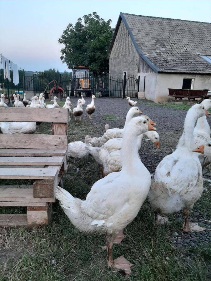Gosp. Agroturystyczne Stary Gaj Villa Zerkowice Dış mekan fotoğraf